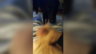 Jerking my cock thinking of my wife