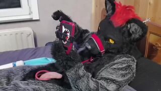 Murrsuit wolf on the bed get teased and cum with 2 magic wands - 1 image