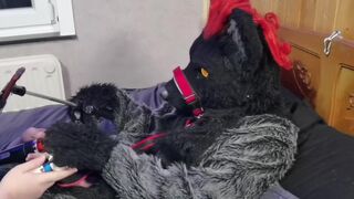 Murrsuit wolf on the bed get teased and cum with 2 magic wands