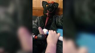 Murrsuit wolf on the bed get teased and cum with 2 magic wands - 2 image