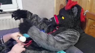 Murrsuit wolf on the bed get teased and cum with 2 magic wands