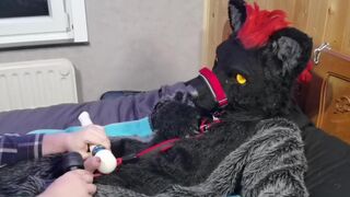 Murrsuit wolf on the bed get teased and cum with 2 magic wands - 6 image