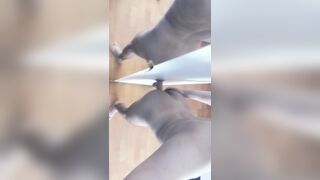 Cute boy anal dildo squirt - 5 image