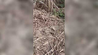 Once again all the goods in the sugarcane field