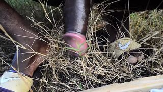 The giant stallion is wixxt in the field - 1 image