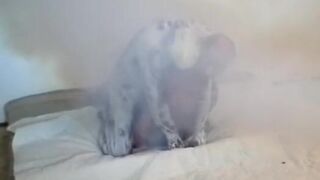 spiderman humped by his spider enemy