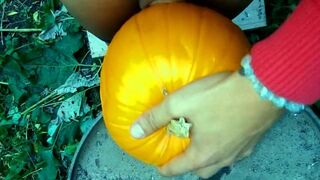 Twink is hard pumping a pumpkin in the garden - 4 image