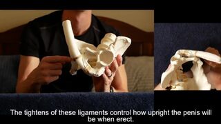 Penis Ligaments and Erection Angle: Prop Demonstration Stretching Explained - 1 image