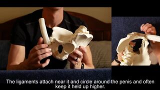 Penis Ligaments and Erection Angle: Prop Demonstration Stretching Explained - 2 image