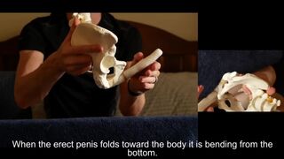 Penis Ligaments and Erection Angle: Prop Demonstration Stretching Explained - 3 image