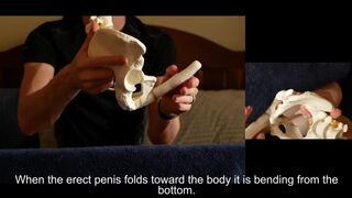Penis Ligaments and Erection Angle: Prop Demonstration Stretching Explained