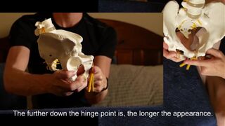 Penis Ligaments and Erection Angle: Prop Demonstration Stretching Explained - 4 image