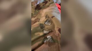Shooting a hot load of creamy soldier cum all over my army pants