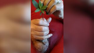 CD in nylon pantyhose sounding my cock.