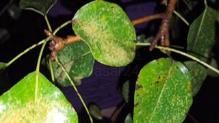 Monster Cock Finds a Twink Boy in Woods for His Cum Explode