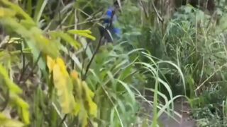 Luccas Melo and The Hunter's wild bareback anal action on the wall!