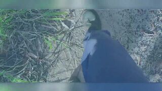 MasterPiss talks dirty to Jan 27, 2026 in the woods - Hot Homemade Latina Fetish