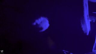 Falcon Al and Kit Belove share a steamy bus ride & get aroused by sucking and eating their own cum - 12 image