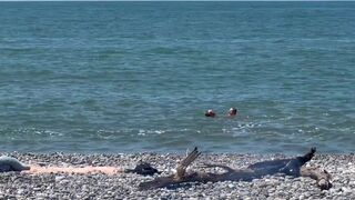 Falcon Al & Kit Belove take turns getting their tight asses pounded on a public beach - 1 image