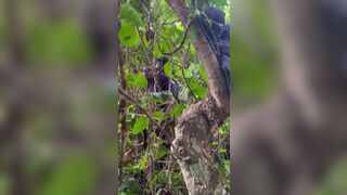 Little Brown and Aafricanhammer share steamy skinny session with a manango tree - 12 image