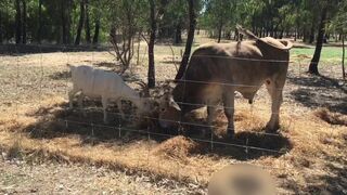 Fun at the farm - Worn out socks got holes in them, should I throw them out - Manlyfoot - Censored